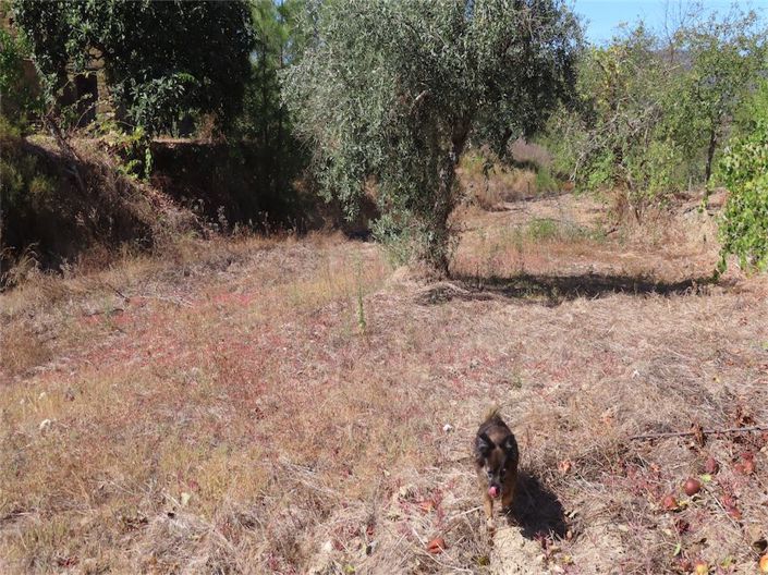 Image No.12-Propriété de 3 chambres à vendre à Castelo Branco