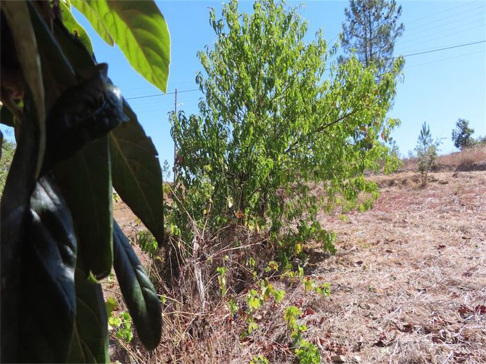 Image No.15-Propriété de 3 chambres à vendre à Castelo Branco