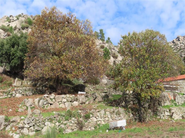 Image No.22-Propriété à vendre à Castelo Branco