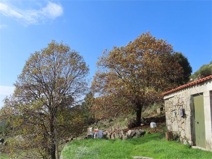 Image No.28-Propriété à vendre à Castelo Branco