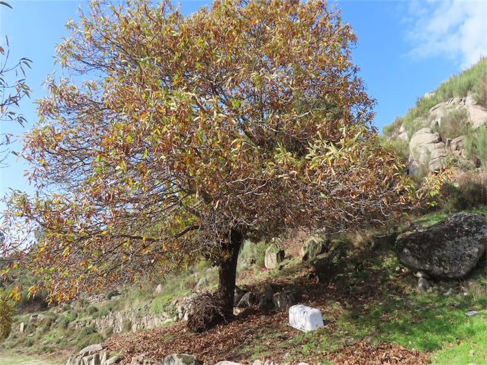 Image No.29-Propriété à vendre à Castelo Branco