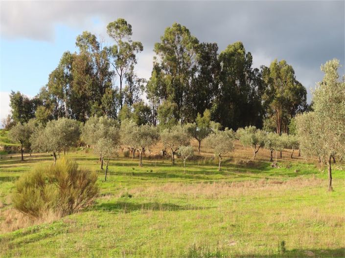 Image No.21-Propriété à vendre à Castelo Branco