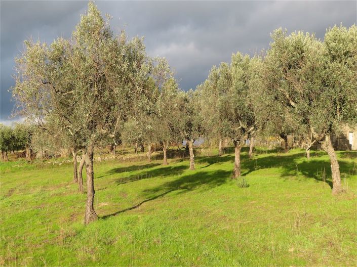 Image No.24-Propriété à vendre à Castelo Branco