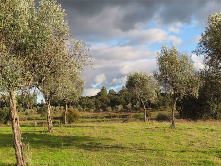 Image No.25-Propriété à vendre à Castelo Branco