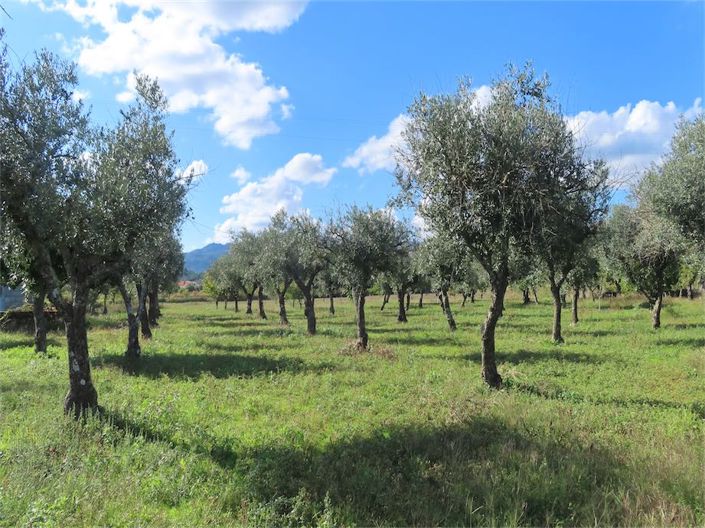 Image No.16-Propriété de 3 chambres à vendre à Castelo Branco