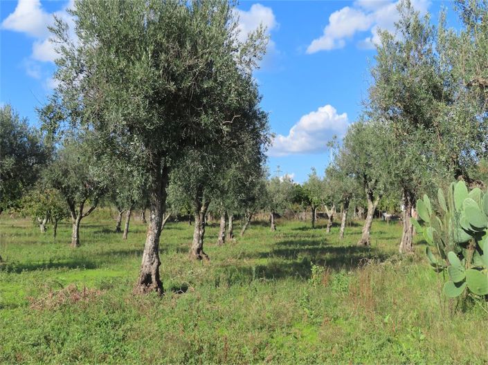 Image No.22-Propriété de 3 chambres à vendre à Castelo Branco
