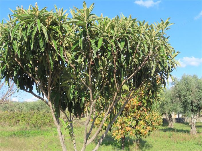 Image No.31-Propriété de 3 chambres à vendre à Castelo Branco