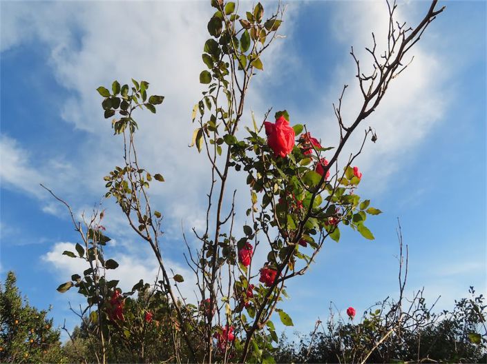 Image No.2-Propriété à vendre à Castelo Branco