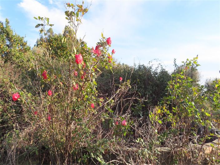 Image No.20-Propriété à vendre à Castelo Branco