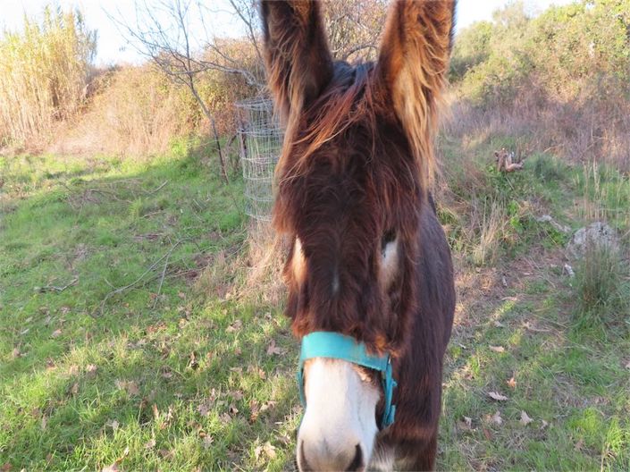 Image No.6-Propriété à vendre à Castelo Branco