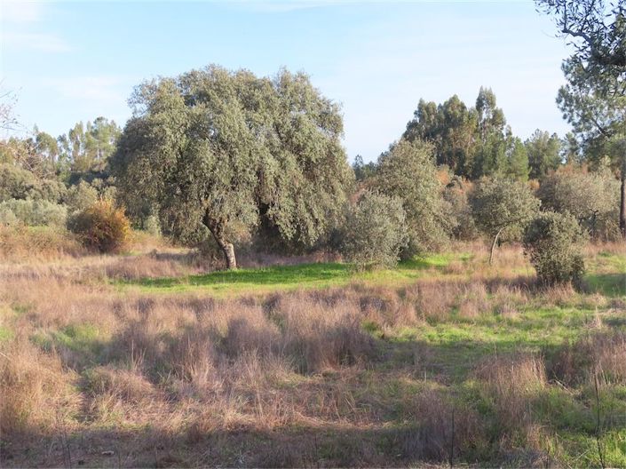 Image No.7-Propriété à vendre à Castelo Branco