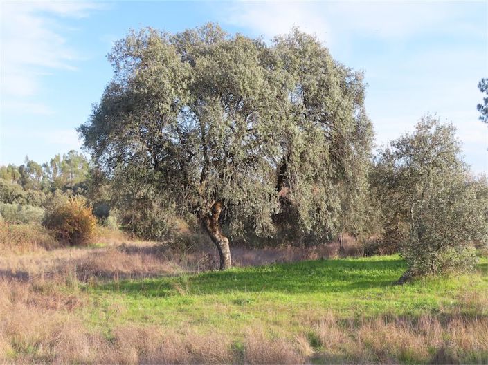 Image No.8-Propriété à vendre à Castelo Branco