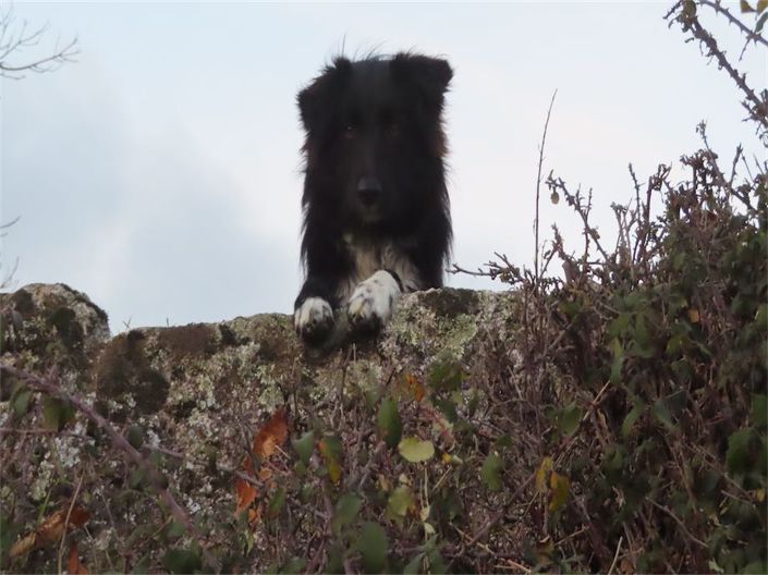 Image No.28-Propriété à vendre à Castelo Branco