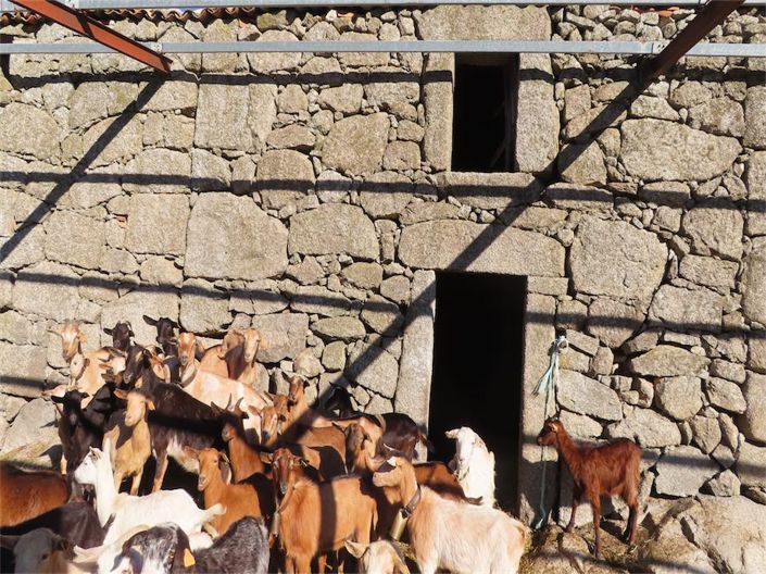 Image No.38-Propriété à vendre à Castelo Branco