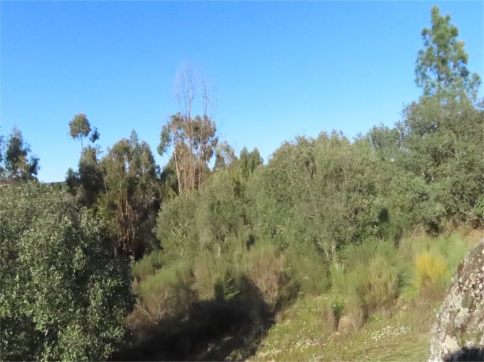 Image No.20-Propriété à vendre à Castelo Branco