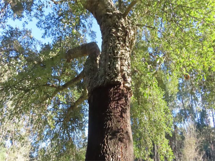 Image No.25-Propriété à vendre à Castelo Branco