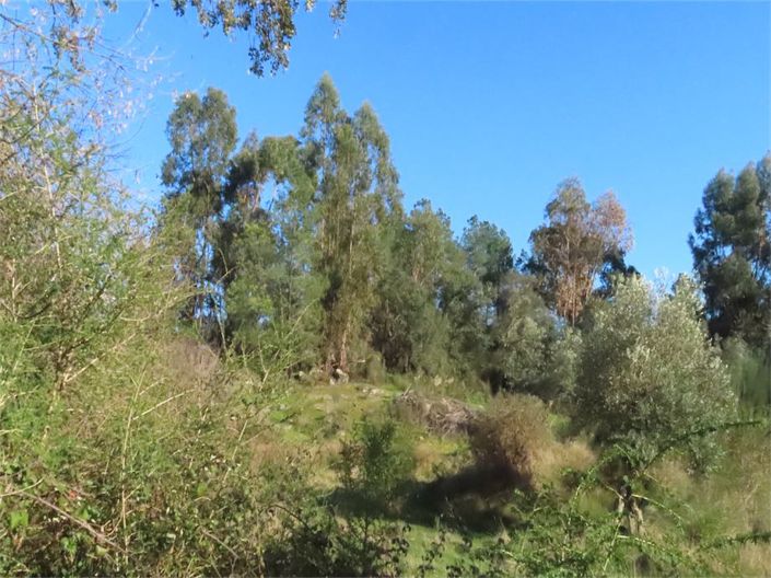 Image No.29-Propriété à vendre à Castelo Branco