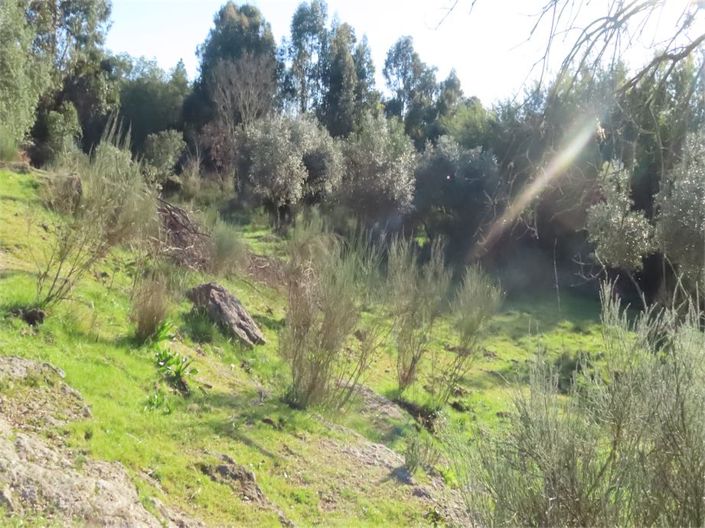 Image No.31-Propriété à vendre à Castelo Branco