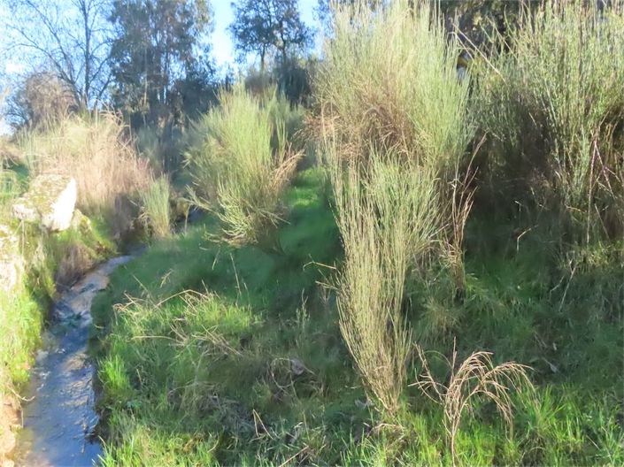 Image No.36-Propriété à vendre à Castelo Branco