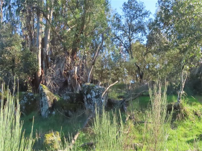 Image No.37-Propriété à vendre à Castelo Branco