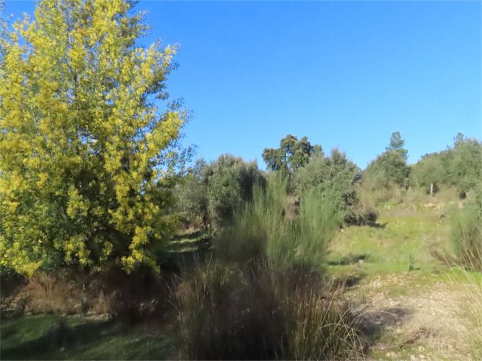 Image No.5-Propriété à vendre à Castelo Branco