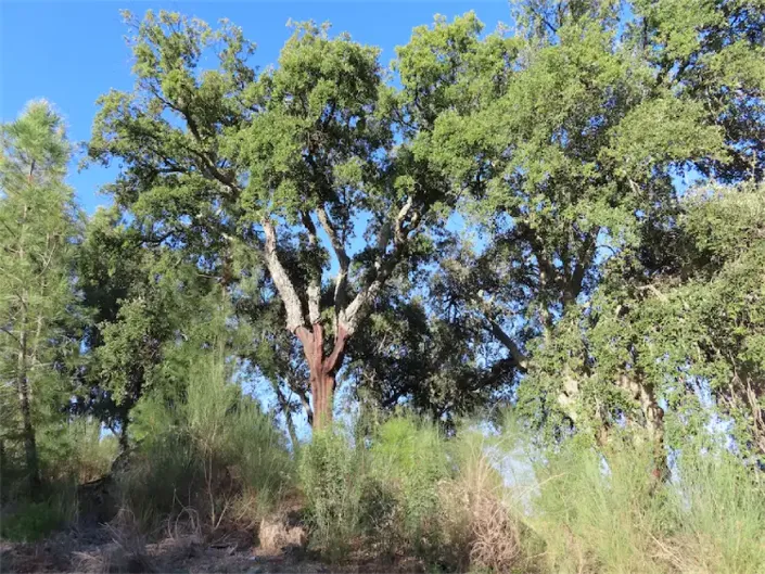 Image No.17-Propriété à vendre à Castelo Branco