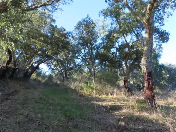 Image No.19-Propriété à vendre à Castelo Branco