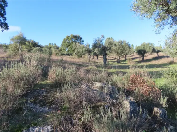 Image No.25-Propriété à vendre à Castelo Branco