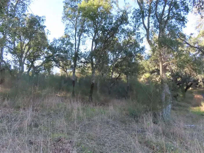 Image No.26-Propriété à vendre à Castelo Branco