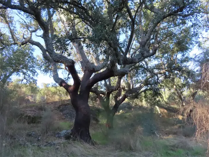 Image No.32-Propriété à vendre à Castelo Branco