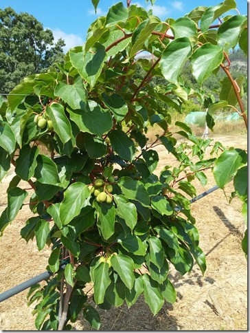 Image No.11-Propriété à vendre à Castelo Branco