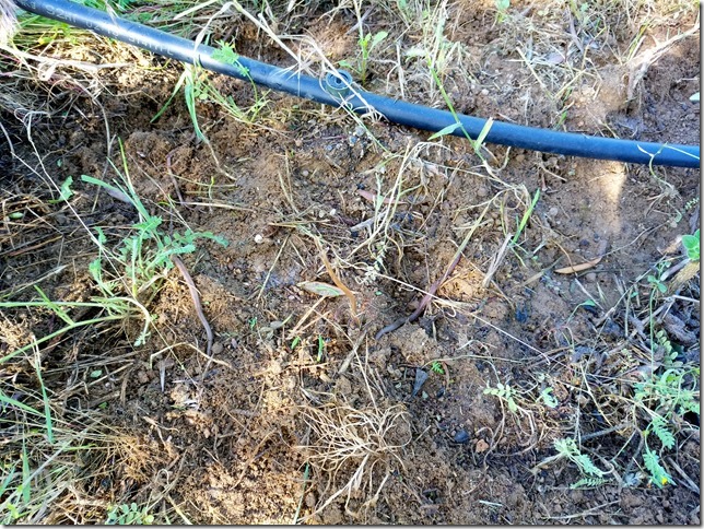 Image No.14-Propriété à vendre à Castelo Branco