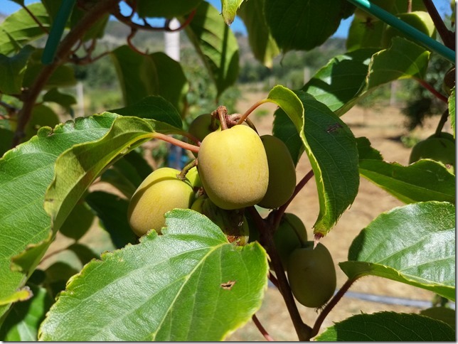 Image No.15-Propriété à vendre à Castelo Branco