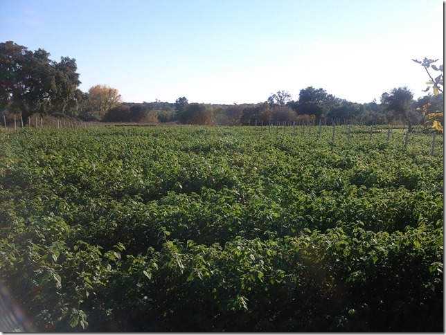 Image No.18-Propriété à vendre à Castelo Branco