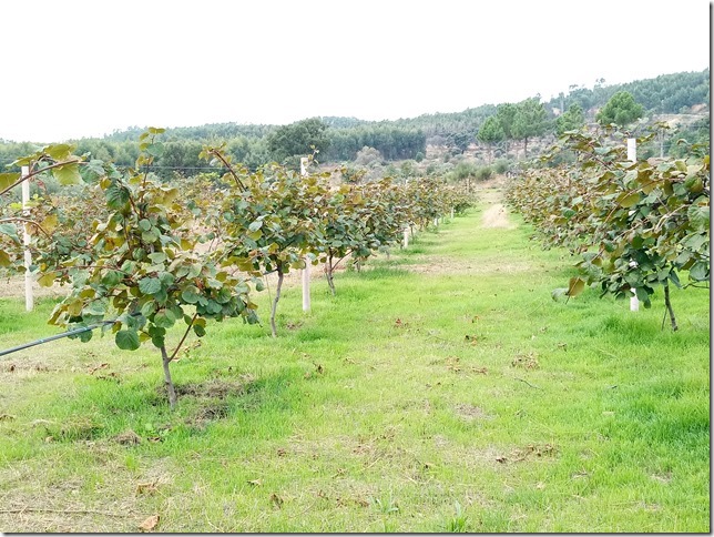 Image No.19-Propriété à vendre à Castelo Branco
