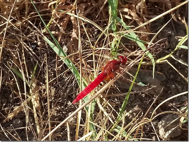 Image No.20-Propriété à vendre à Castelo Branco