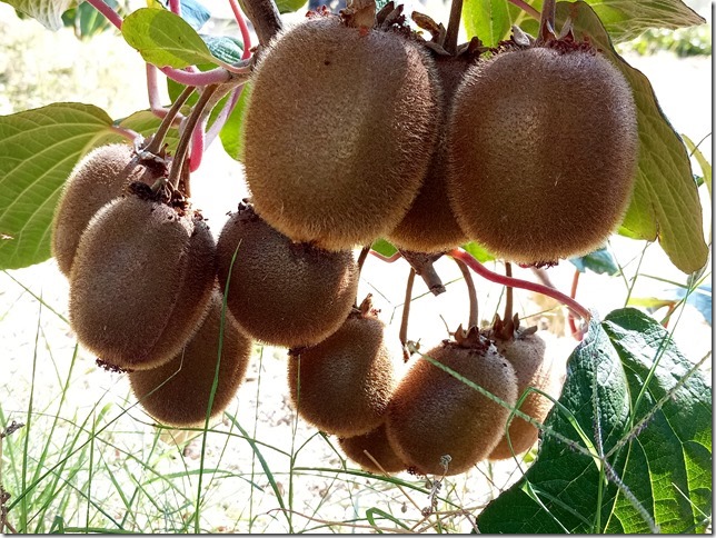 Image No.21-Propriété à vendre à Castelo Branco