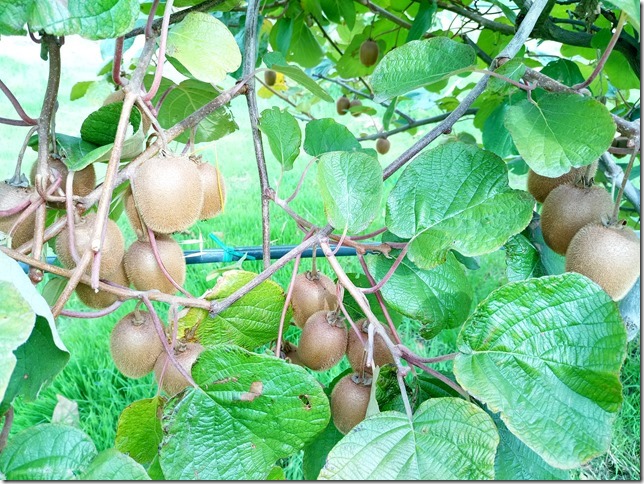 Image No.22-Propriété à vendre à Castelo Branco