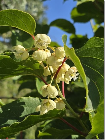 Image No.24-Propriété à vendre à Castelo Branco