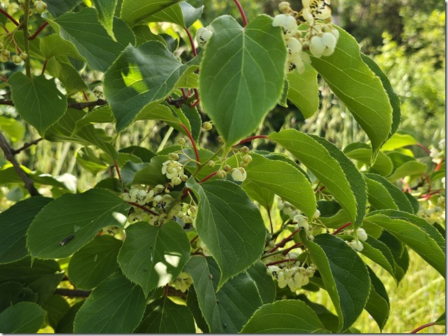 Image No.25-Propriété à vendre à Castelo Branco