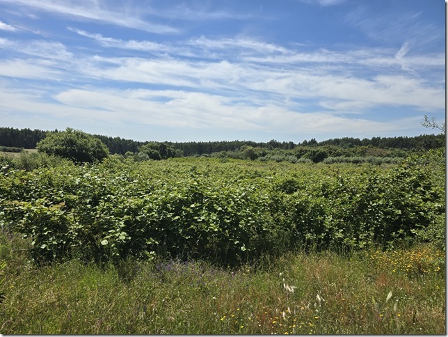 Image No.27-Propriété à vendre à Castelo Branco