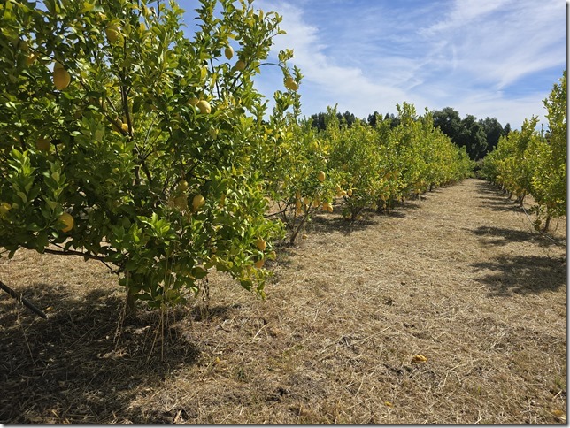 Image No.28-Propriété à vendre à Castelo Branco