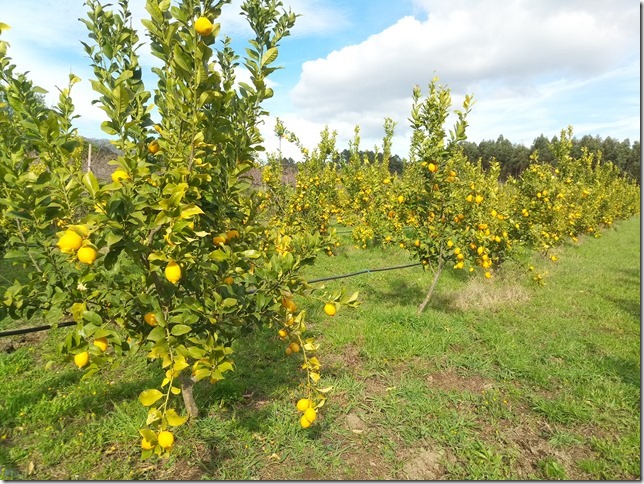 Image No.34-Propriété à vendre à Castelo Branco