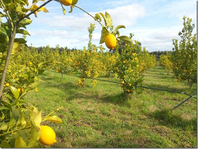 Image No.35-Propriété à vendre à Castelo Branco
