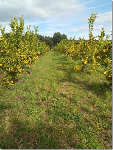 Image No.36-Propriété à vendre à Castelo Branco
