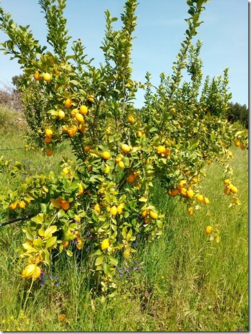 Image No.37-Propriété à vendre à Castelo Branco