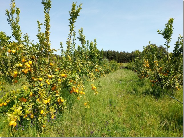 Image No.38-Propriété à vendre à Castelo Branco