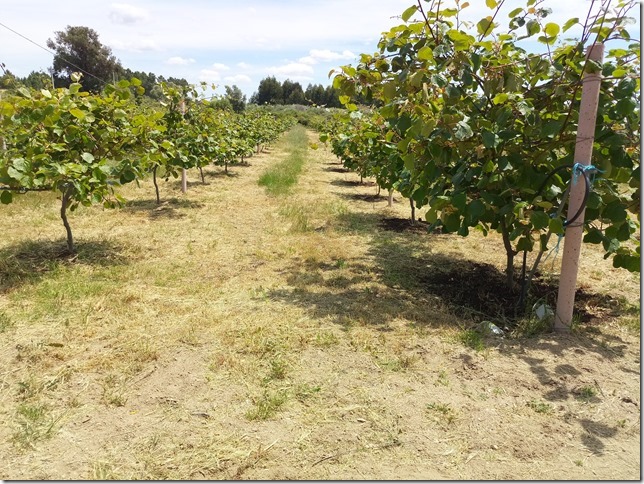 Image No.8-Propriété à vendre à Castelo Branco