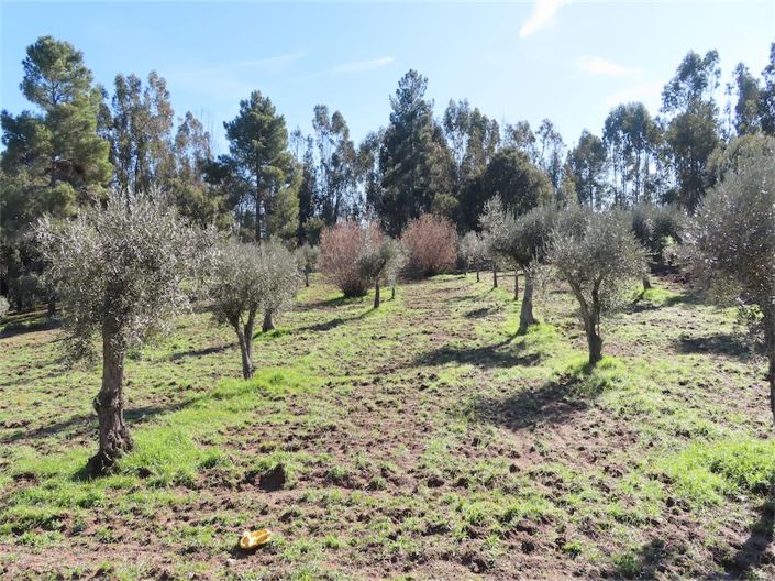 Image No.16-Propriété à vendre à Castelo Branco