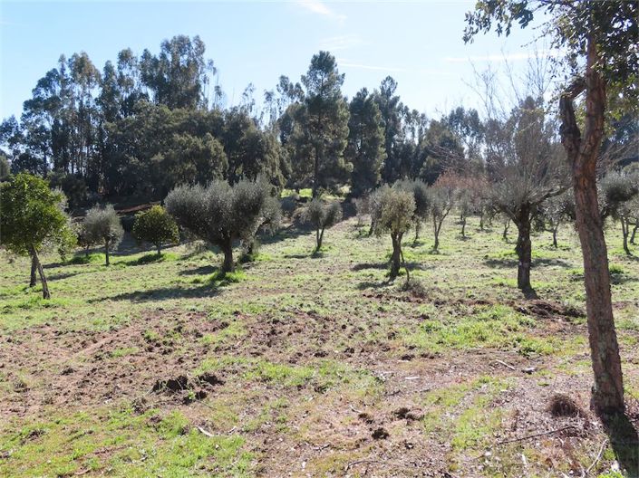 Image No.2-Propriété à vendre à Castelo Branco